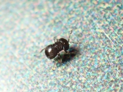 Baeus persordidus