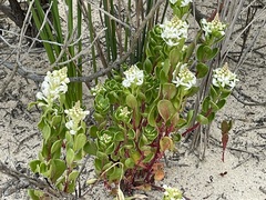 Stackhousia spathulata