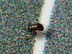 Baeus persordidus