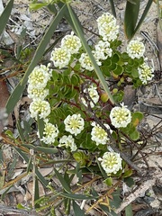 Stackhousia spathulata