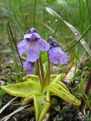 Pinguicula macroceras