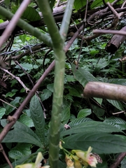 Amorphophallus