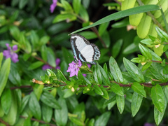 Psychonotis caelius