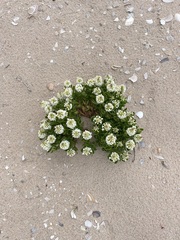Stackhousia spathulata