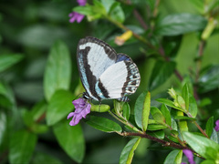Psychonotis caelius