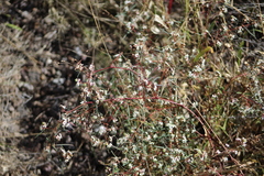 Euphorbia florida