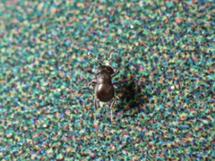 Baeus persordidus
