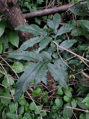 Amorphophallus