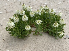 Stackhousia spathulata