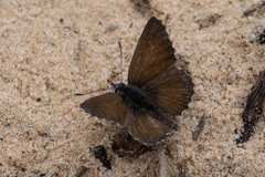 Theclinesthes serpentata