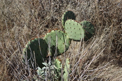 Opuntia gilvescens