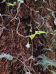 Fieldia australis