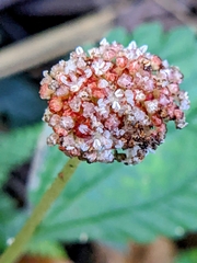 Lecanthus peduncularis