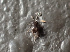 Baeus persordidus