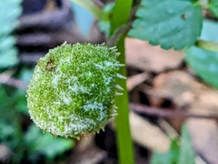 Lecanthus peduncularis