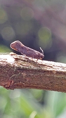 Tingena xanthomicta