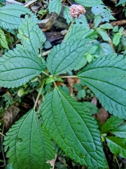 Lecanthus peduncularis