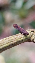 Tingena xanthomicta