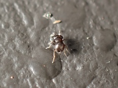 Baeus persordidus
