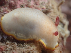 Goniobranchus sinensis