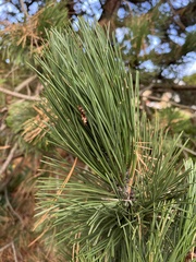 Pinus mugo