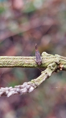 Tingena xanthomicta