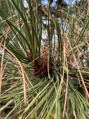 Pinus mugo
