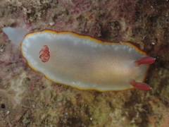 Goniobranchus sinensis