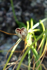 Gagea serotina