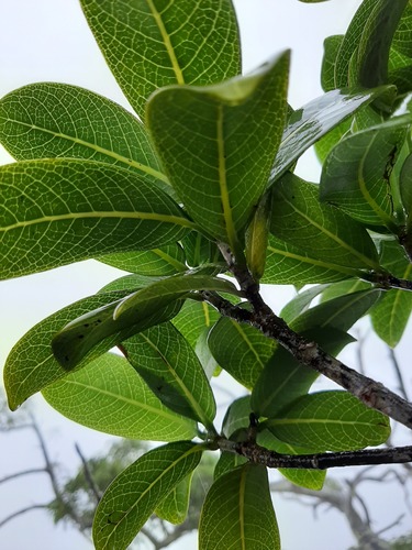 Psychotria kaduana