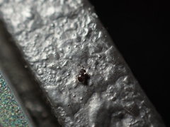 Baeus persordidus