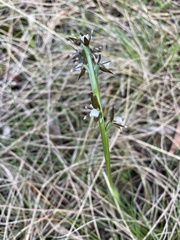 Prasophyllum brevilabre