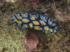 Phyllidia picta