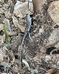Sceloporus olivaceus