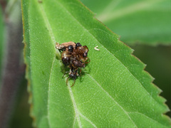Chrysopidae
