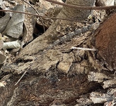 Sceloporus olivaceus