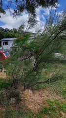 Tamarix chinensis