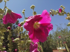 Alcea rosea