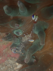 Ancylomenes holthuisi