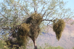 Phoradendron villosum
