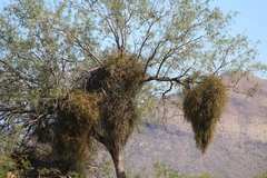 Phoradendron villosum
