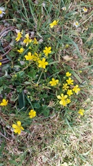 Ranunculus bulbosus