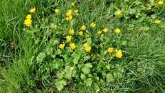 Ranunculus bulbosus
