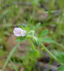 Geranium retrorsum