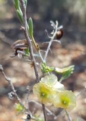 Maireana platycarpa