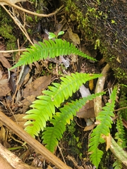 Blechnum chambersii