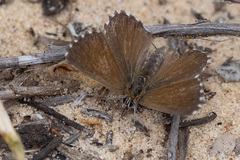 Theclinesthes serpentata