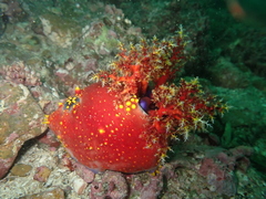 Pseudocolochirus violaceus