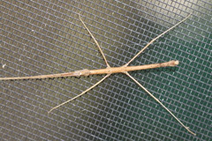 Pachymorpha