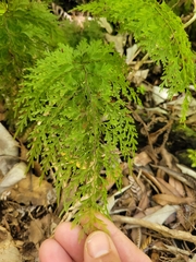 Hymenophyllum demissum